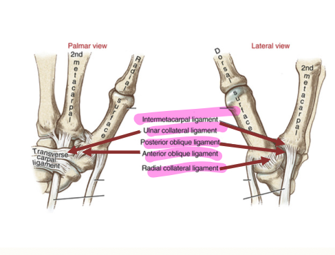 <p>taut in opposition, flexion, and extension </p>
