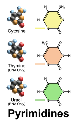 <p>Pyrimidines - 6 member ring</p>