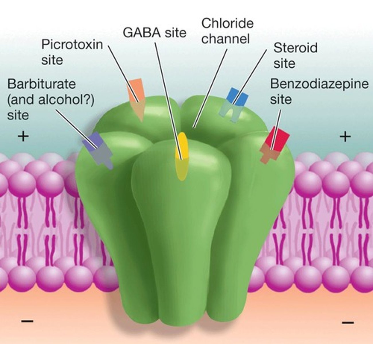 <p>Main inhibitory neurotransmitter in brain; inhibitory influence keeps brain stable; Seizures may be result of lacking or poorly functioning GABA-secreting neurons or receptors; Drugs such as barbiturates, alcohol, and benzodiazepines produce their effects by enhancing GABA neurotransmission.</p>