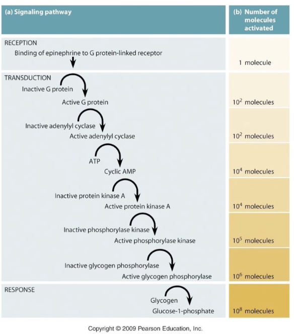 <ul><li><p>Amplifies small external signals to large internal responses</p></li><li><p>Example: 10⁻¹⁰ M epinephrine triggers 10⁸-fold amplification</p></li><li><p>Amplification mainly occurs at enzyme activation steps</p></li><li><p>One adenylyl cyclase enzyme can produce ~100 cAMP molecules</p></li><li><p>Ensures sensitive and widespread cellular responses to low hormone levels</p></li></ul><p></p>