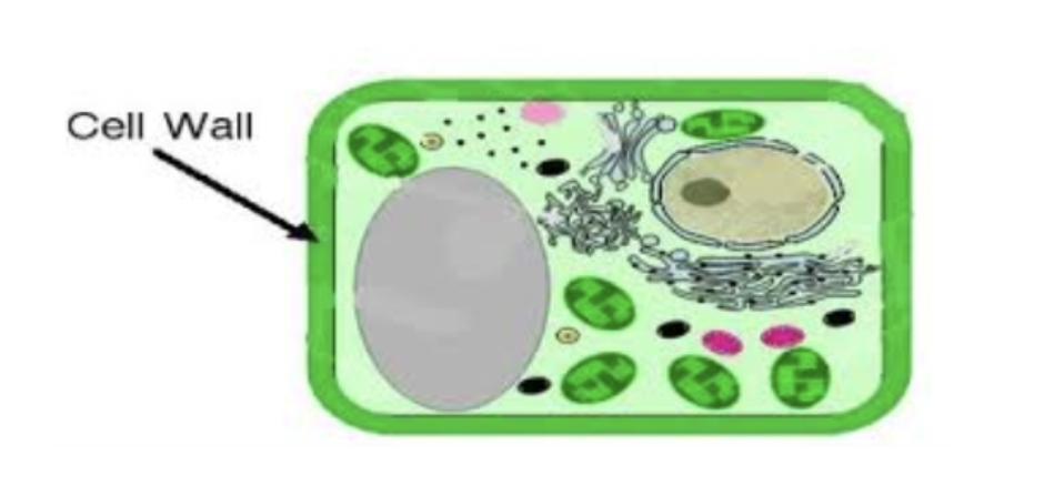 What is the Cell Wall