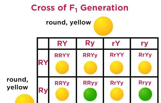 <p>dihybrid</p>