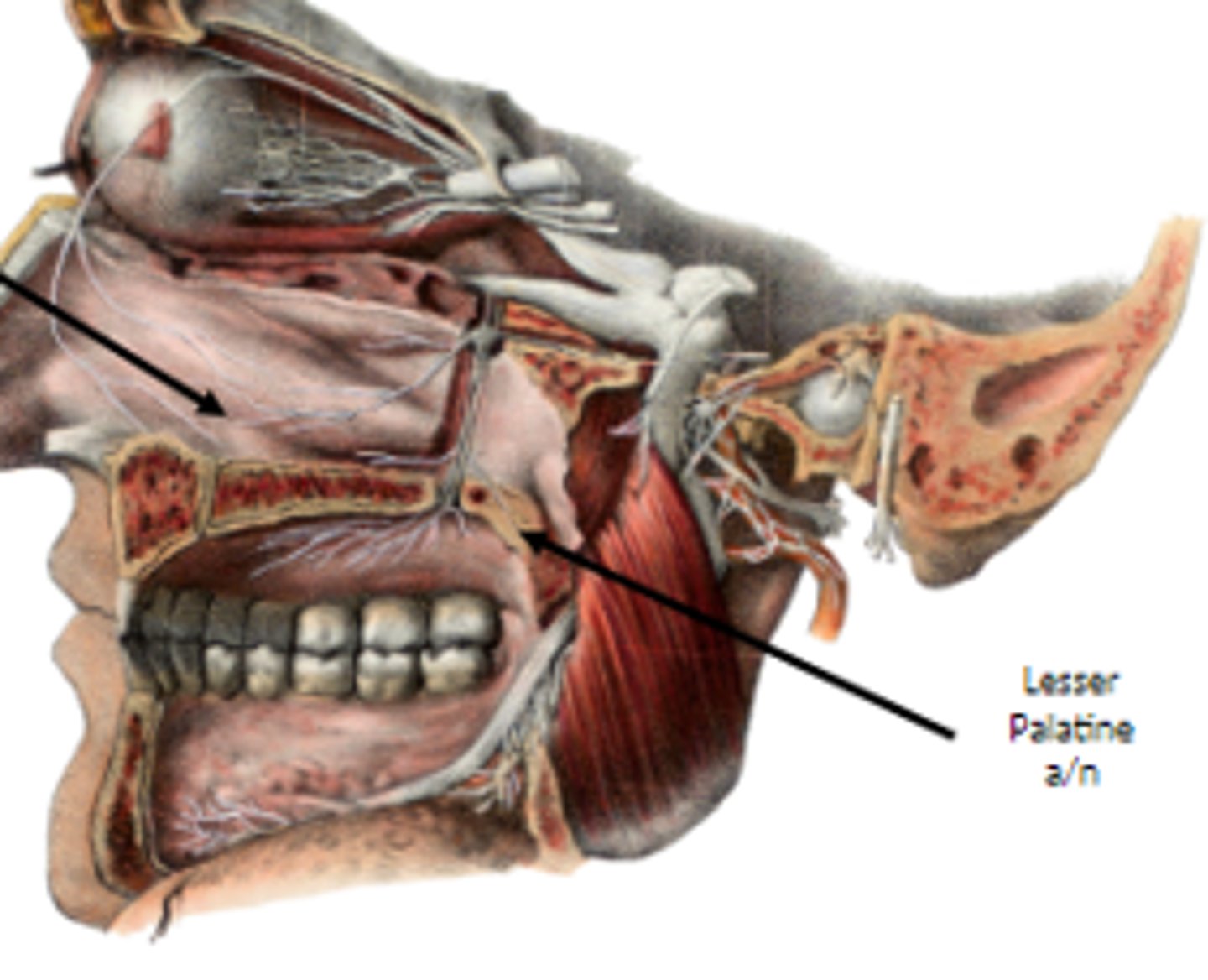 <p>lesser palatine artery/nerve</p>