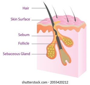<p>sebaceous (oil) glands </p>