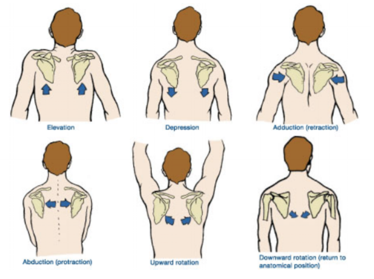 <p>Scapular elevation</p>