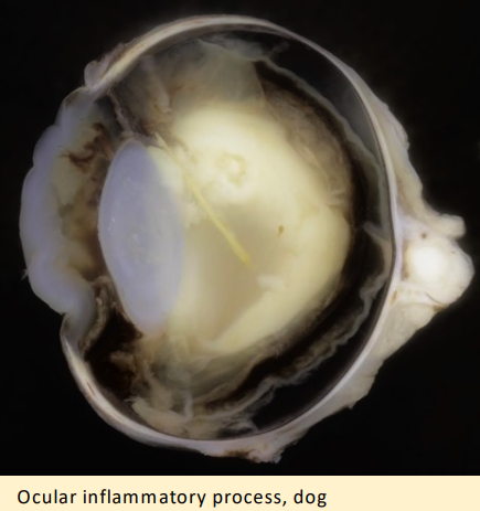 <p>What condition does this image show?</p>