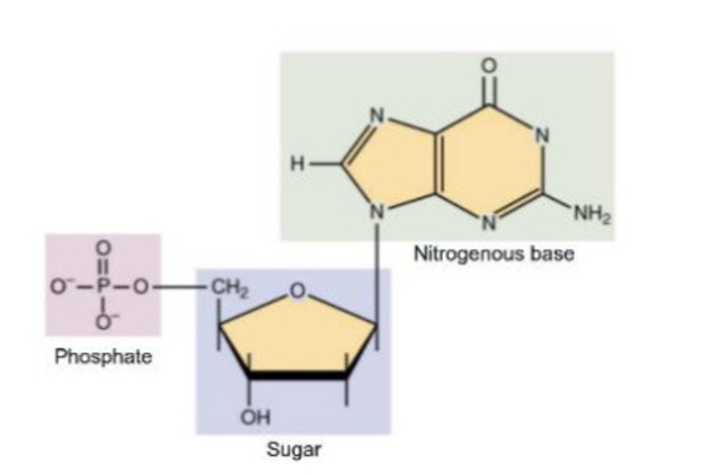 <p>nucleotides</p>