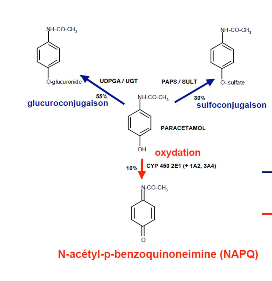 <p>Glucoconjugation (detoxification)</p><p>Sulfoconjugation (detoxification)</p><p>Oxidation into NAPQI (toxication)</p>