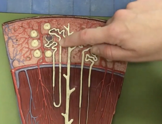 <p>Description: Tube traveling toward the cortex after the descending limb of loop of henle</p><p>Function: Potassium and sodium chloride (NaCl) only are reabsorbed to the capillaries (active transport)</p>