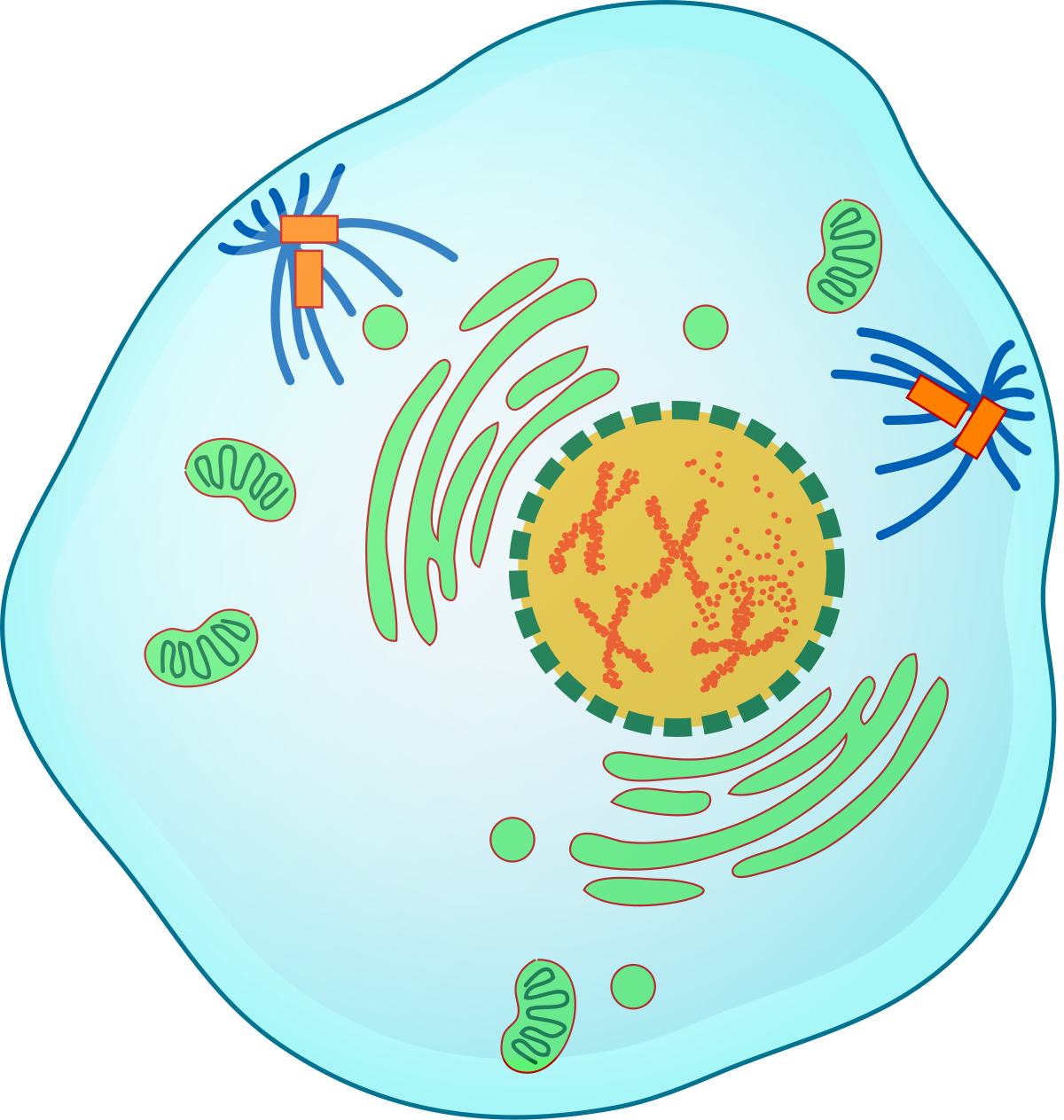 which phase is this (which kind of reproduction?)