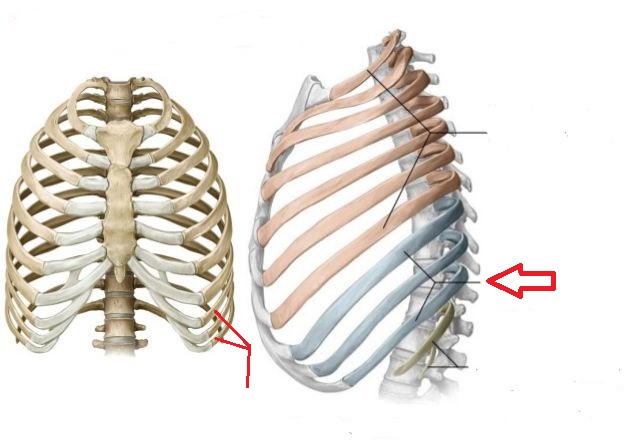 8-12; attach indirectly to sternum
