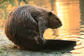 <p>Beavers</p><ul><li><p><span style="background-color: transparent;"><span>Large flat tail, castor glands, and big. Have long guard hairs, thick underfur. Used to be more diverse and in fields and grassland.&nbsp;</span></span></p></li><li><p><span style="background-color: transparent;"><span>Webbed feet, valvular nostrils and ears. Nictitating membrane (third eye lid)</span></span></p></li><li><p><span style="background-color: transparent;"><span>Aquatic ecosystem engineers, build lodges, active all year long. Store branches and eat bark, leaves, roots, etc.&nbsp;</span></span></p></li><li><p><span style="background-color: transparent;"><span>Used for fur and castoreum in perfume.</span></span></p></li></ul><p></p>
