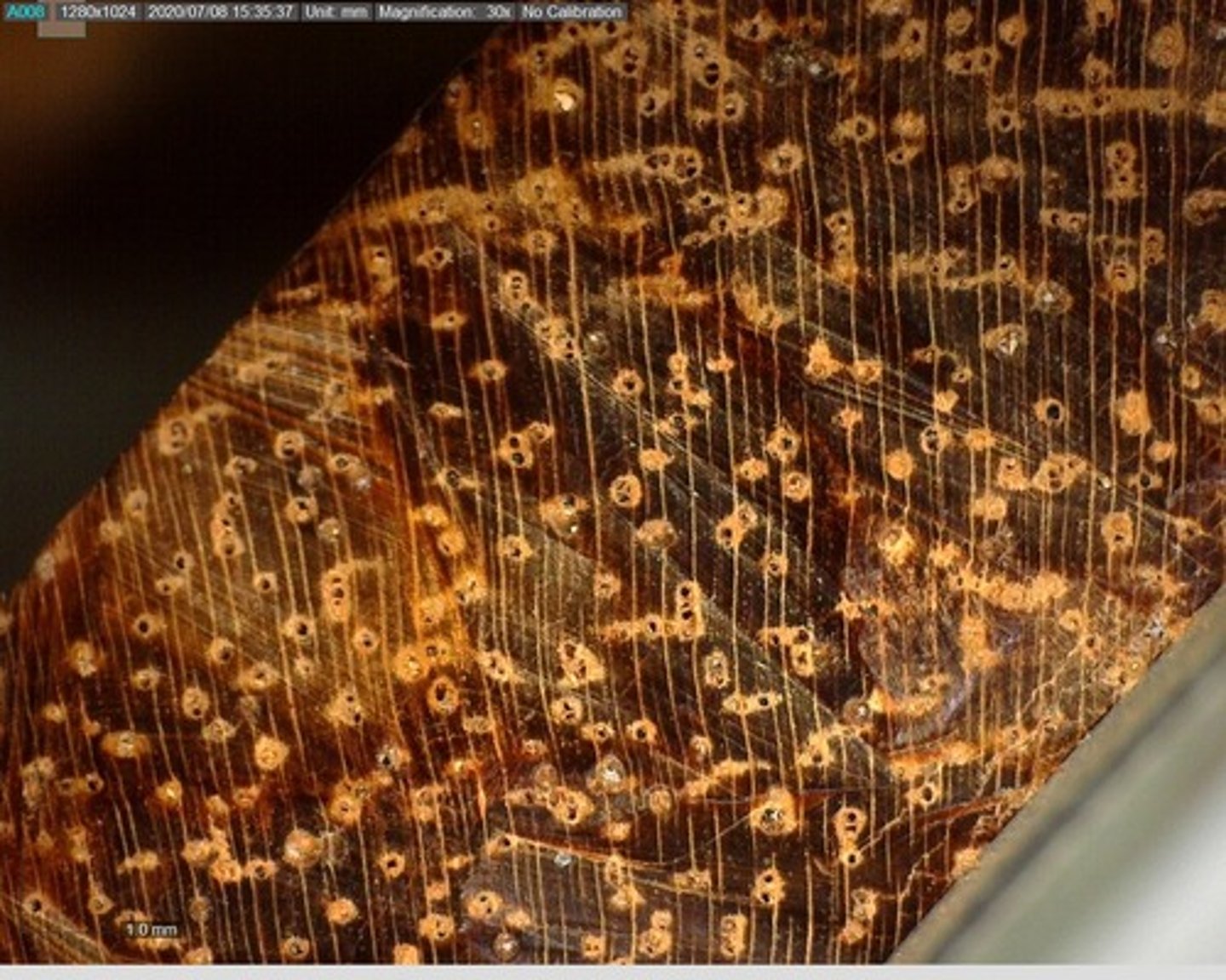 <p>Numerous small pores with bright and discontinuous wood rays</p>