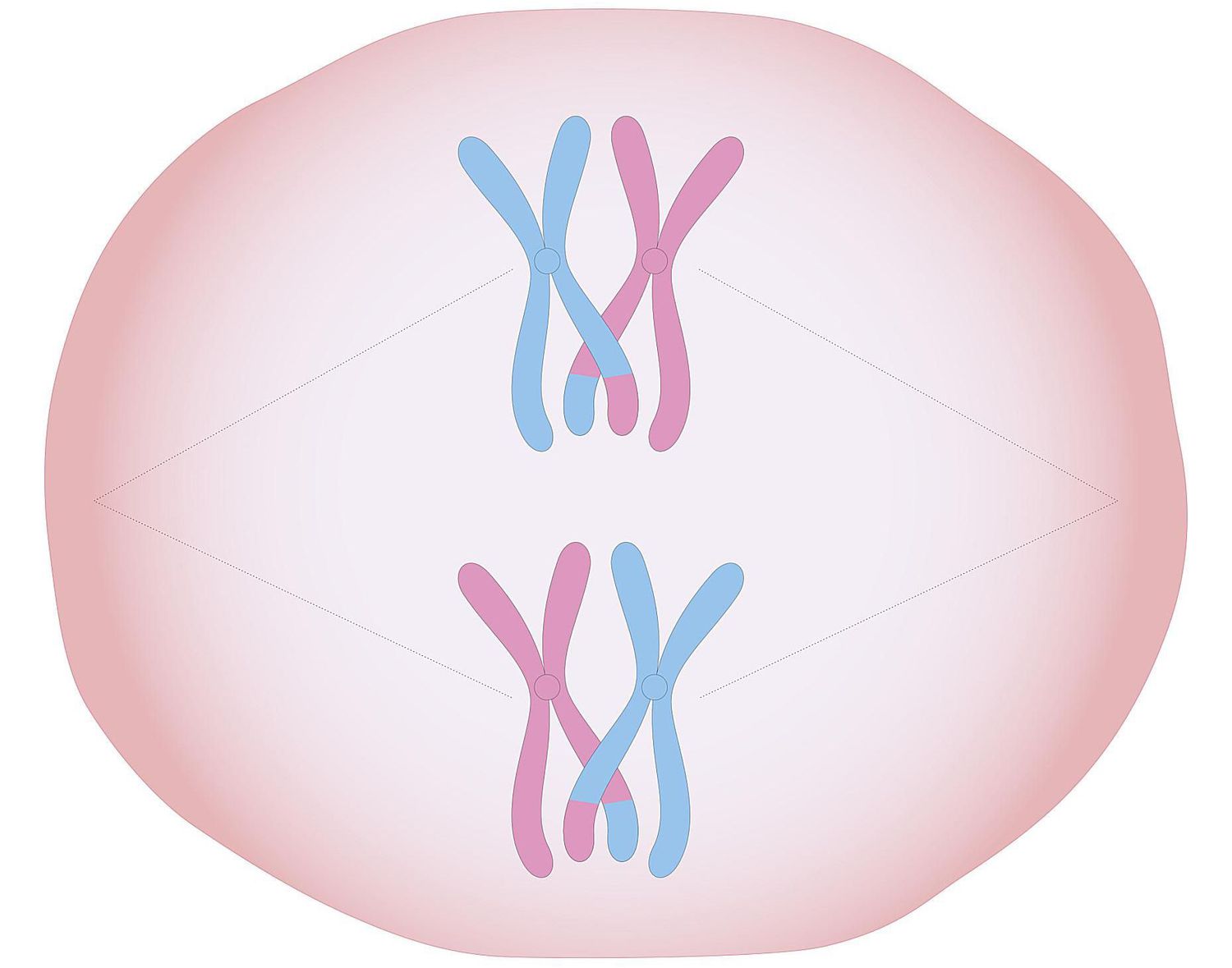 <p>Cellular process that occurs during meiosis when chromosomes of the same type line up.</p>