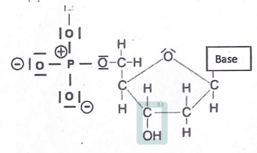 <ul><li><p>3’-Ende hat eine freie OH-<strong>Gruppe</strong> am<strong> C3</strong>-Atom</p></li><li><p><strong>Phosphatgruppe</strong> am <strong>C5</strong>-Atom</p></li></ul><p></p>