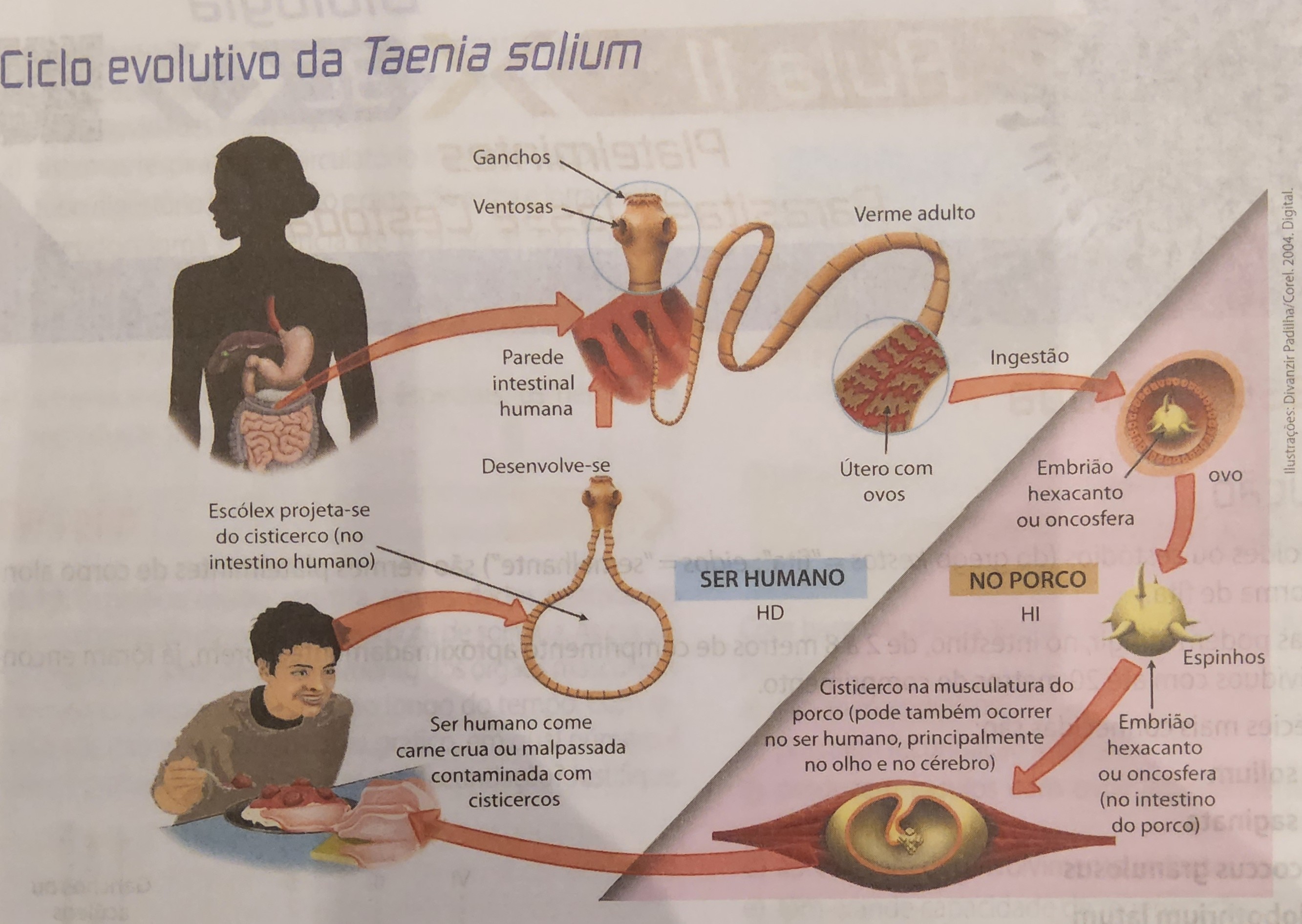 <ul><li><p>[platelminto]</p></li><li><p>verme adulto no intestino delgado</p></li><li><p>adquire-se ao comer a carne de porco ou de boi malcozida e contendo as larvas (<strong>cisticercos</strong>)</p></li><li><p>os últimos anéis da tênia são chamados de proglotes grávidos (autofecundação) → se desprendem do corpo e são eliminados com as fezes do HD (humano) → contaminação do solo e água</p><ul><li><p>ingestão direta dos ovos da Taenia solium → cisticercose humana (bolinhas, larvinhas por todo lugar)</p></li></ul></li></ul>