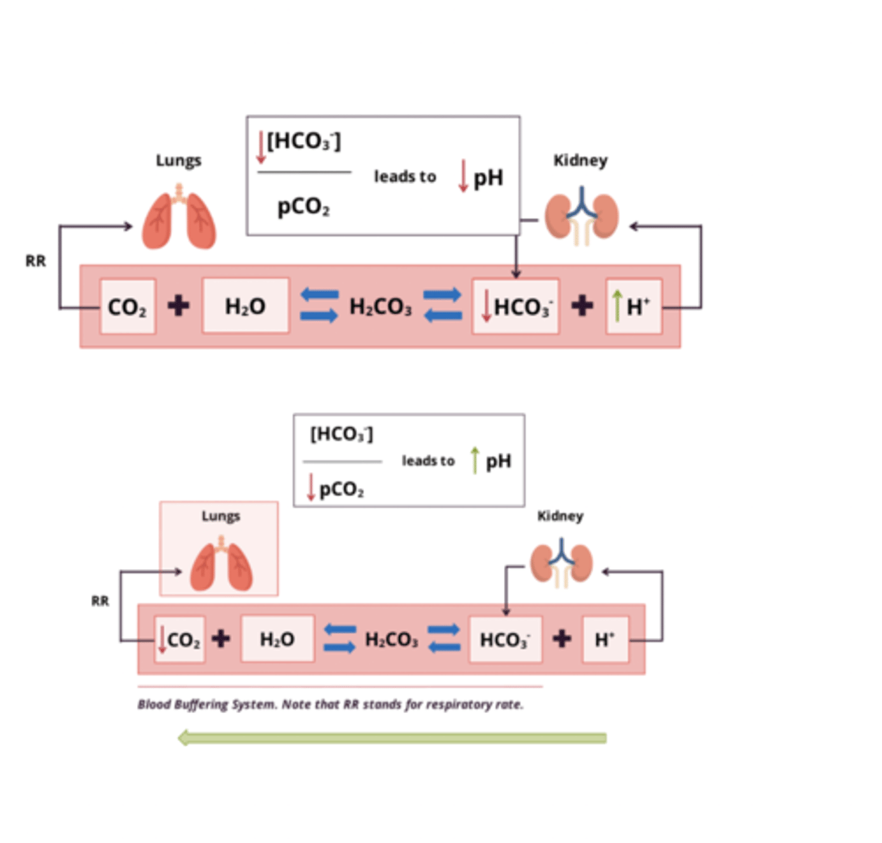 <p>pathology:</p><p>- increased free H+ in systemic circulation → low serum HCO3- levels (<21 mmol/L)</p><p>- ↓ HCO3:pCO2 ratio = ↓ pH</p><p>Compensation:</p><p>- hyperventilation → expel more CO2 → restore pH</p>
