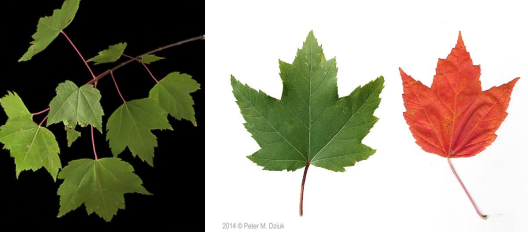 <p>Opposite, simple leaves with palmate veins and 3-5 lobes that have serrate margins and shallow sinuses.</p>