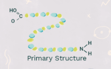 <p>primary structure</p>