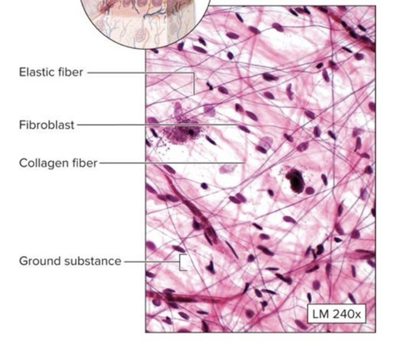 <p>What loose connective tissue is this?</p>