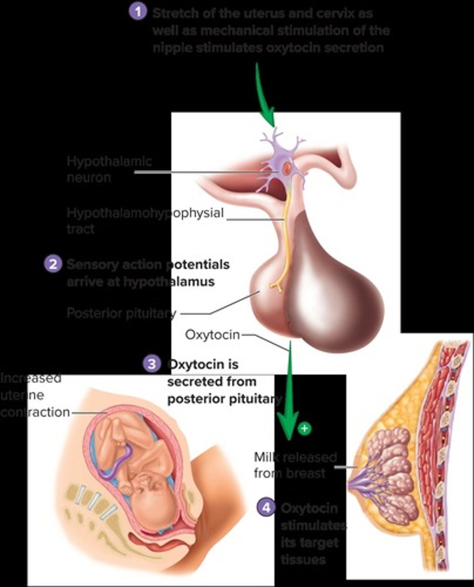 <p>Pressure on the uterus/cervix and nipple stimulation.</p>