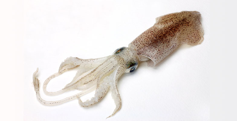 <p>Loligo (Squid)</p>