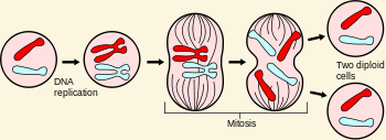 <p>mitosis </p>