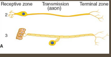 <p><strong>Sensory Neurons</strong></p><p>-_________; enable perception of _______ outside the CNS</p><p>-Transmit _______ information from receptors in the skin/eyes/ears to ___ for processing&nbsp;</p><p>-Receptor → sensory neuron → CNS</p><p>-Typically _______ and often myelinated&nbsp;</p>