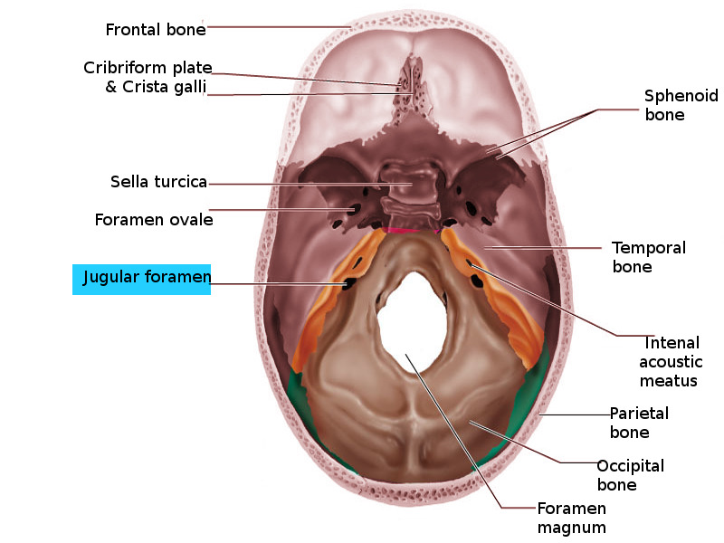 <p><span style="background-color: transparent;"><strong><span>Jugular Foramen</span></strong></span></p>
