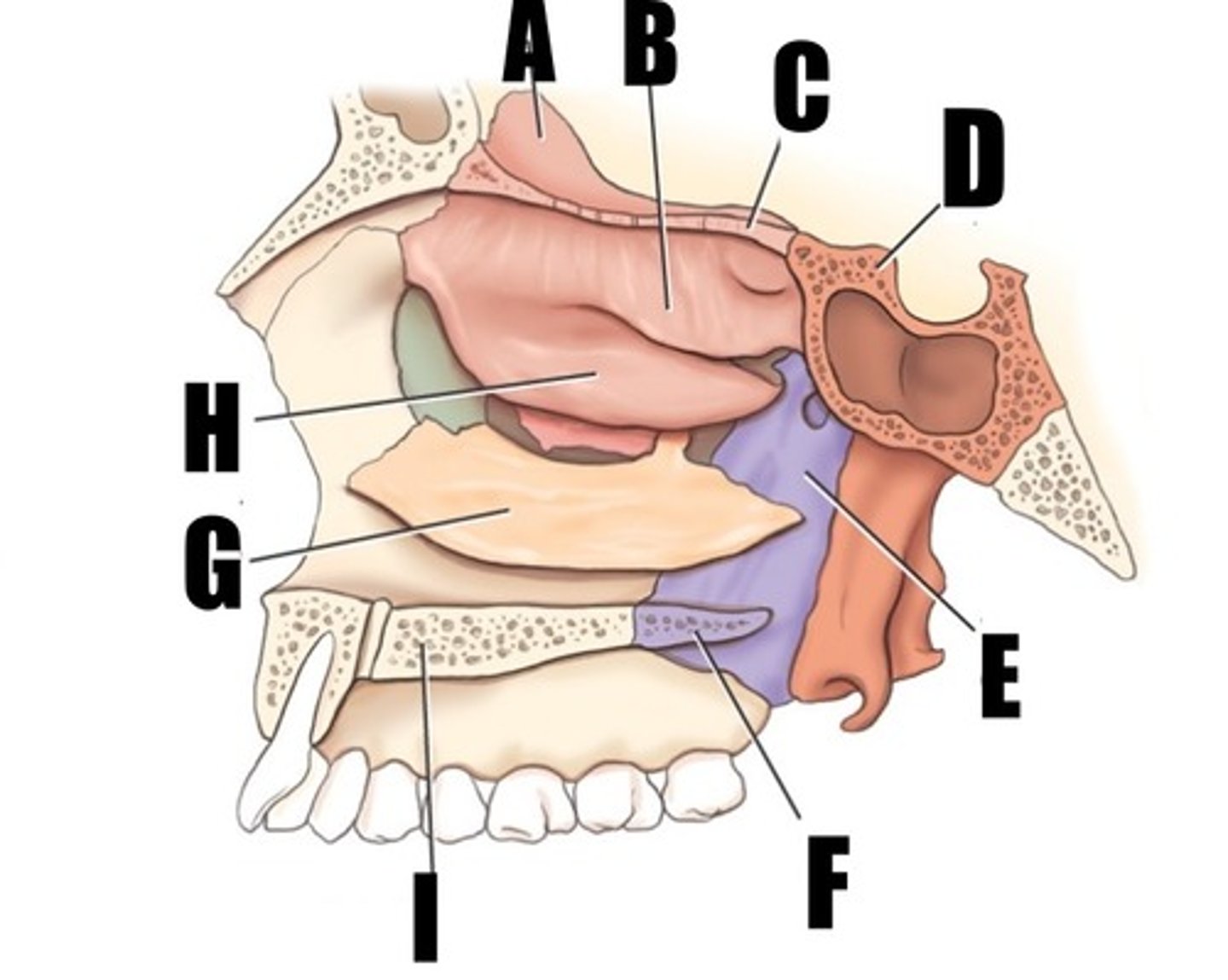 <p>what part of bone is I</p>