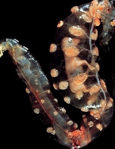 <p>cotyledon (fetal portion) + caruncle (maternal portion)</p>