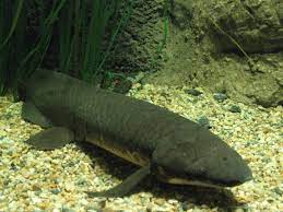 Australian lungfish