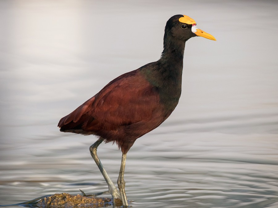 <p>maroon body, HUGE FEET, yellow beak and spot on face</p>