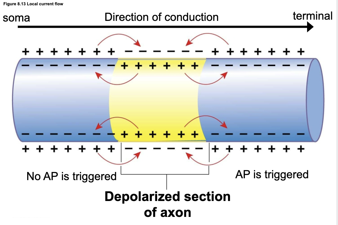 <ul><li><p>A segment of the axon (yellow) is depolarized → lots of + charge (Na<sup>+</sup>) inside </p></li><li><p>That + charge spreads locally to adjacent axon segments</p></li><li><p>The forward segment (toward the terminal):</p><ul><li><p>Reaches threshold (bc the next segment is still at its resting membrane potential)</p></li><li><p>Triggers a new action potential </p></li></ul></li><li><p>Backward segment (toward soma)</p><ul><li><p>Refractory period (the segment behind just fired so it won’t fire anytime soon/again &amp; Na<sup>+</sup> channels are inactivated)</p></li><li><p>Can’t fire another action potential </p></li></ul></li></ul><p></p>