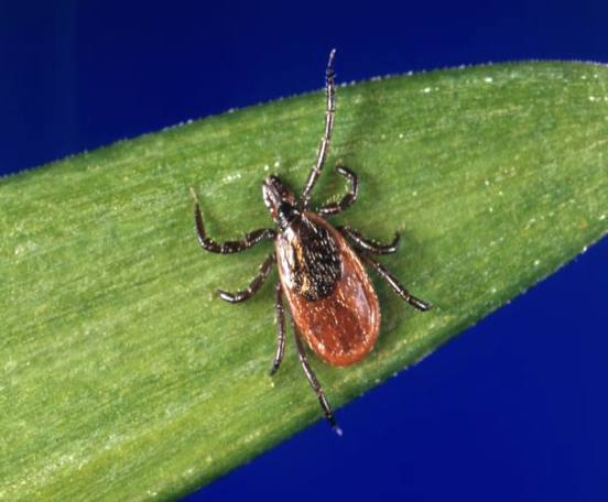<p>what kind of tick</p>