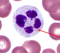 <p>type of white blood cell that engulfs bacteria</p>