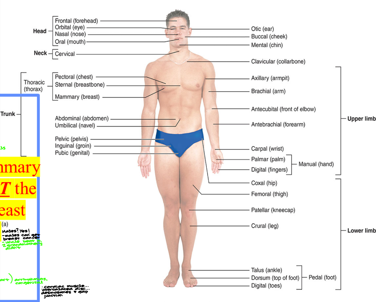 <p><strong><em>NOTE</em></strong>- Mammary Gland (all mammals) is <strong><em><u>NOT</u></em></strong> the same as breast tissue !! <strong><em>Males? Yes !</em></strong> </p><ul><li><p>Males can get breast cancer, uncle beat it… 2 grandmothers didn’t </p></li></ul><ul><li><p>Adipose tissue around → just primates </p></li></ul><p></p>