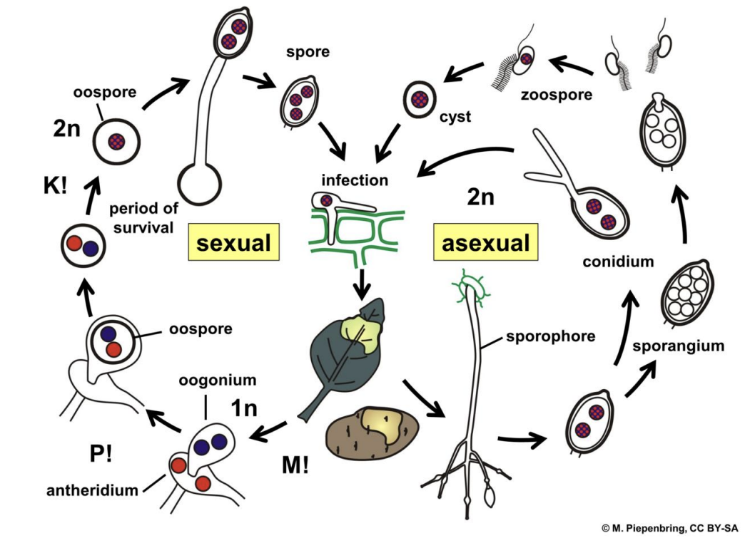 <ol><li><p><strong>Asexual</strong></p><ol><li><p>Either <u>zoospores (motile, flagellated sexual)</u> from sporangium encyst or <u>conidia (nonmotile, asexual)</u> <strong>infects host epidermal cell,</strong> causing diseased structures</p></li><li><p>Inside host,<strong> hyphal structures (2n) form sporophore </strong>that can differentiate into either <u>sporangium,</u> producing motile zoospores, or asexual nonmotile conidia which can reenter life cycle</p></li></ol></li><li><p><strong>Sexual</strong></p><ol><li><p>2n spores germinating into <strong>2n hyphae </strong>infect host epidermal cell, causing diseased structures</p></li><li><p>Inside host, 2n hyphae undergo meiosis, forming <strong>1n oogonium and antheridium, </strong>which can then undergo <u>plasmogamy</u> to form <strong>(n+n) oospore </strong></p></li><li><p>Oospore undergoes period of survival, eventually undergoing <strong>karyogamy</strong> to produce<strong> 2n oospore</strong></p></li><li><p>2n oospores matures into <strong>thallus</strong>, which can then release <strong>2n spores</strong>, which can then be dispersed and restart life cycle</p></li></ol></li></ol><p></p>