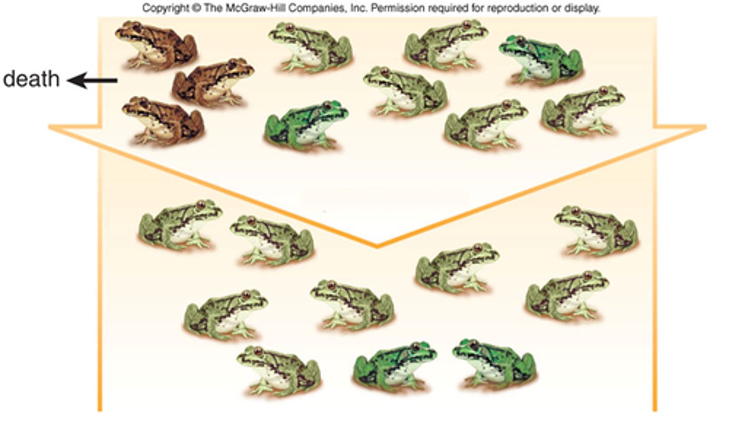 <p>The process of change in the genetic composition of a population due to chance or random events rather than by natural selection, resulting in changes in allele frequencies over time.</p>