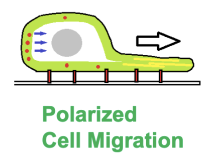 <p>___________ signals and effectors leads to polarized cell migration</p>