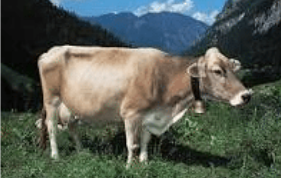 <p>dairy breed, brownish to grey in color, original stock had darker foreheads, most recent breeding stock exhibits a light dorsal stripe</p>