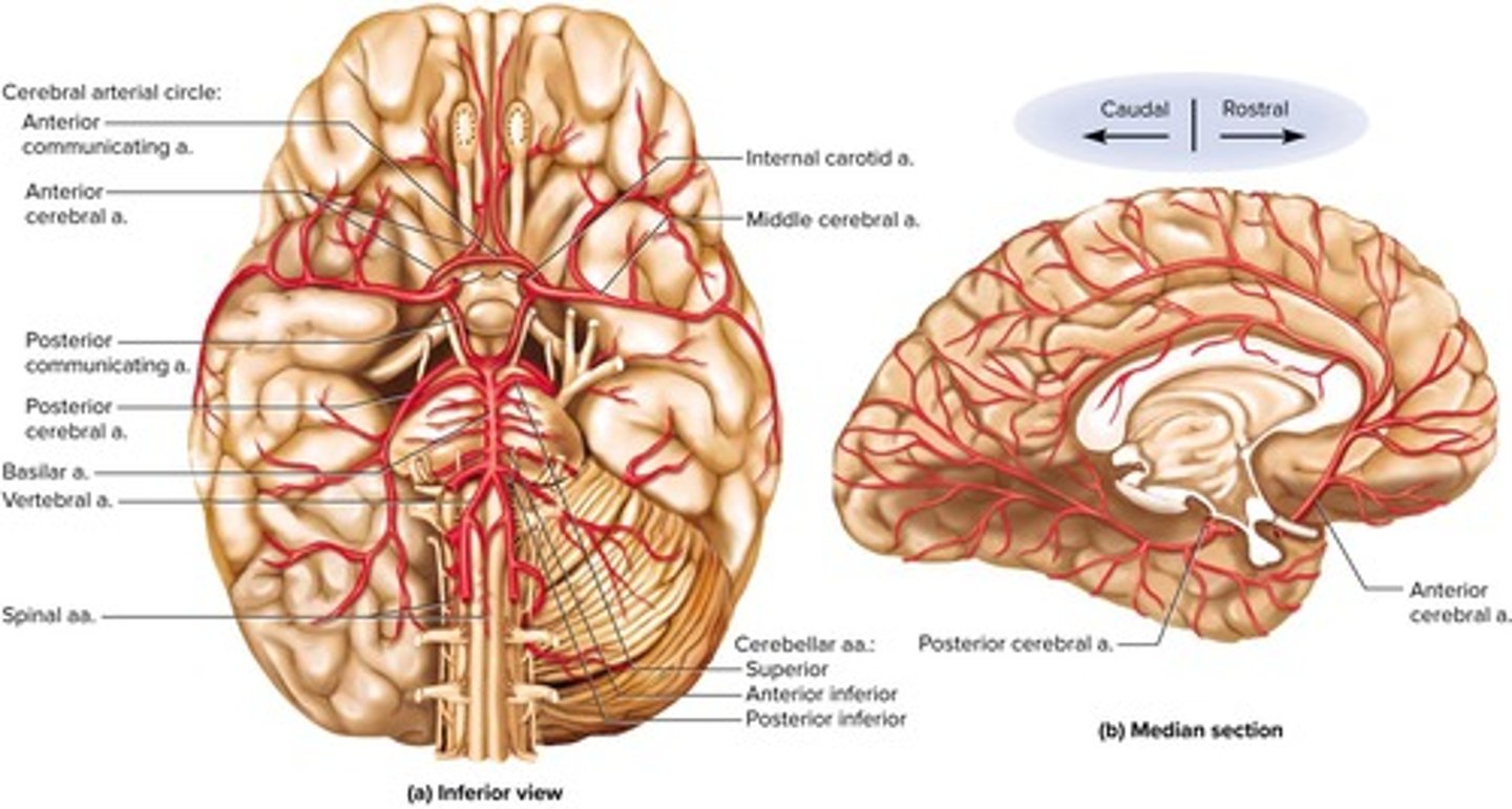 <p>It is an arterial anastomosis at the base of the brain that receives blood from the basilar and internal carotid arteries.</p>