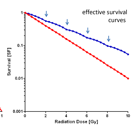 <p>we can now see a difference between the blue and the red line</p><ul><li><p>this is evidence that fractionation will effect high alpha/beta cells (like tumors and early effects) more than low alpha/beta cells (normal tissue long term effects)</p></li></ul><p></p>