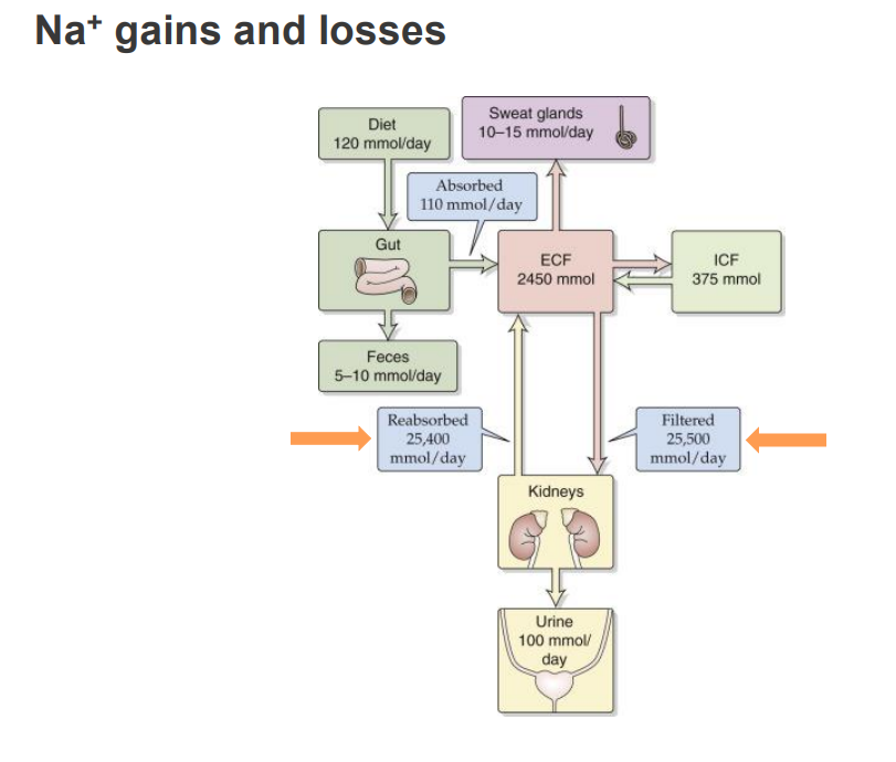 <p>- with sodium we get loss in the urine</p><p>- the diagram shows the ins and outs of sodium</p><p>- we get a lot of sodium from our diet</p><p>- it comes into the gut and ends up in the extracellular fluid</p><p>- and then its filtered by our kidneys where we filter and reabsorb most of it back into our extracellular fluid and that maintains the homeostasis</p><p>- its not perfectly reabsorbed, we do get a little loss in our urine but we also lose some in our sweat</p>
