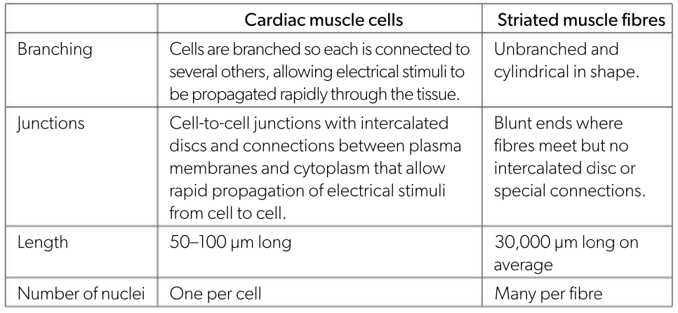 <p>Muscle tissues exerts pulling forces as it contracts. </p><p>Striated muscles: attached to the skeleton. contraction --&gt; exerts force on bone to maintain or change posture. (I.E. locomotion or for ventilation). </p><p>Muscles have: enclosed plasma membrane but many nuclei.</p><p>Both cardiac muscle and skeletal striated muscles have: </p><p>•	Contractile myofibrils. </p><p>•	Large amount of mitochondria --&gt;  supplies the ATP for contraction. </p><p></p>