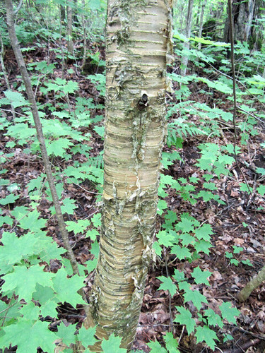 <p>(Betula alleghaniensis)</p>