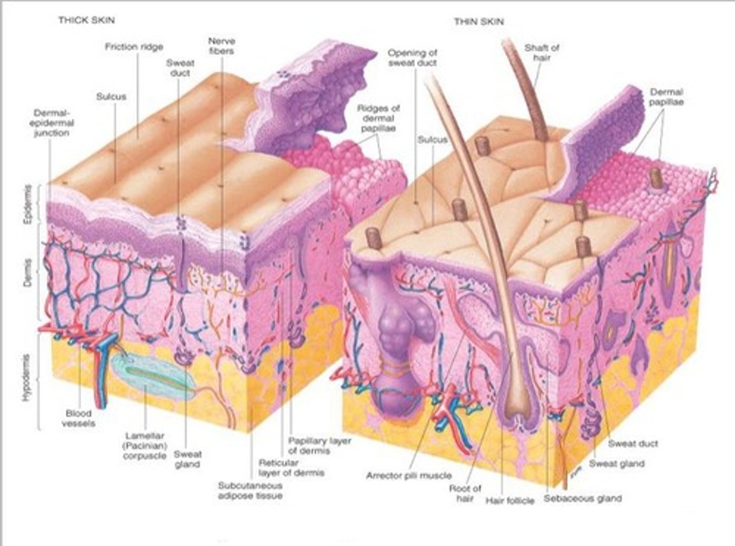 <p>Covers and protects the body's surface, specializes in secretion, excretion, and absorption, and forms many glands.</p>