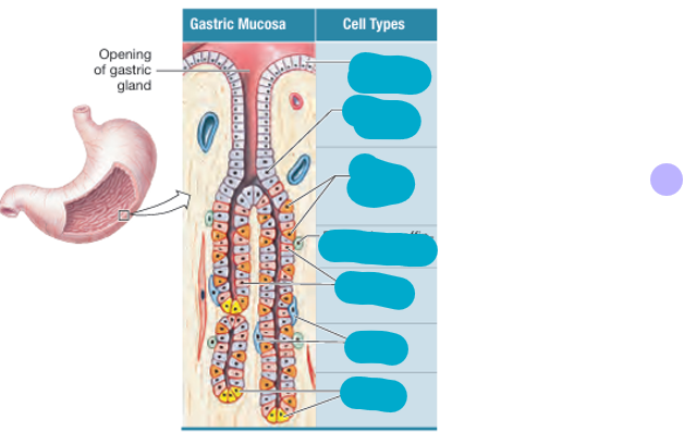 <p>name the cells and their function</p>