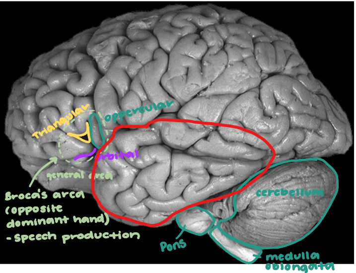 <p>What is the red showing?</p>