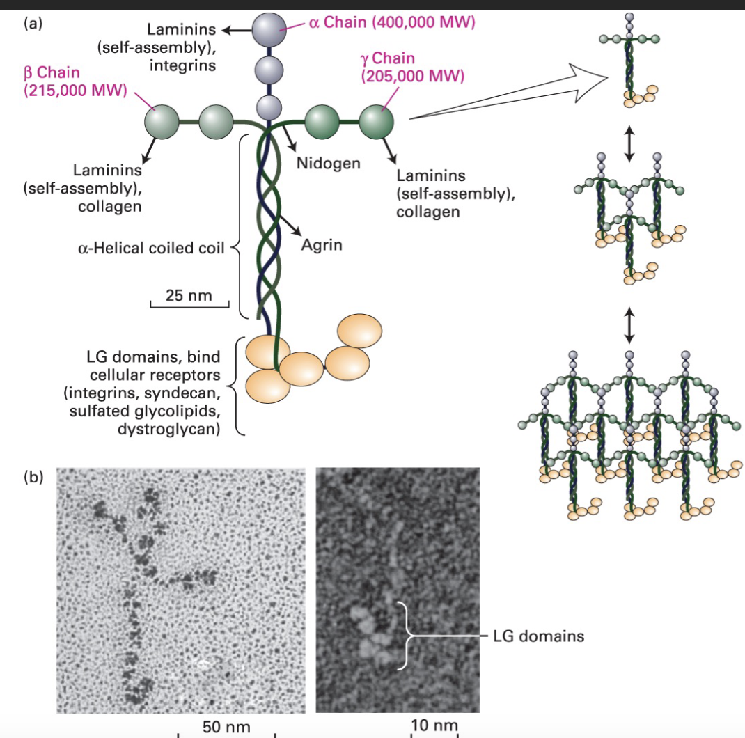 <p>What are Laminins? </p>